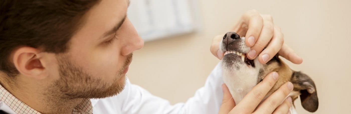 banner dental care