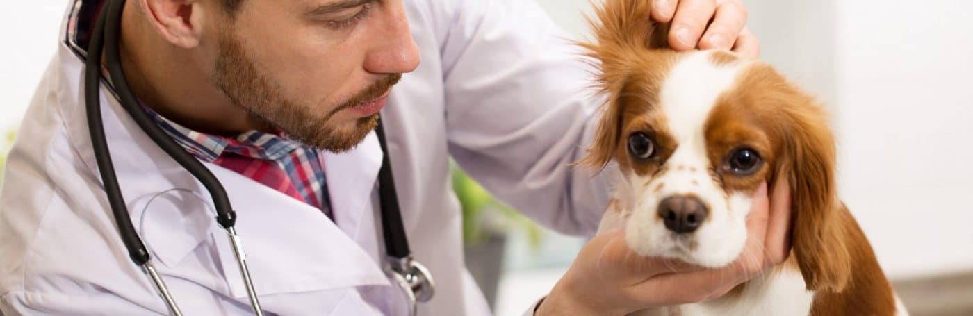 ear care banner