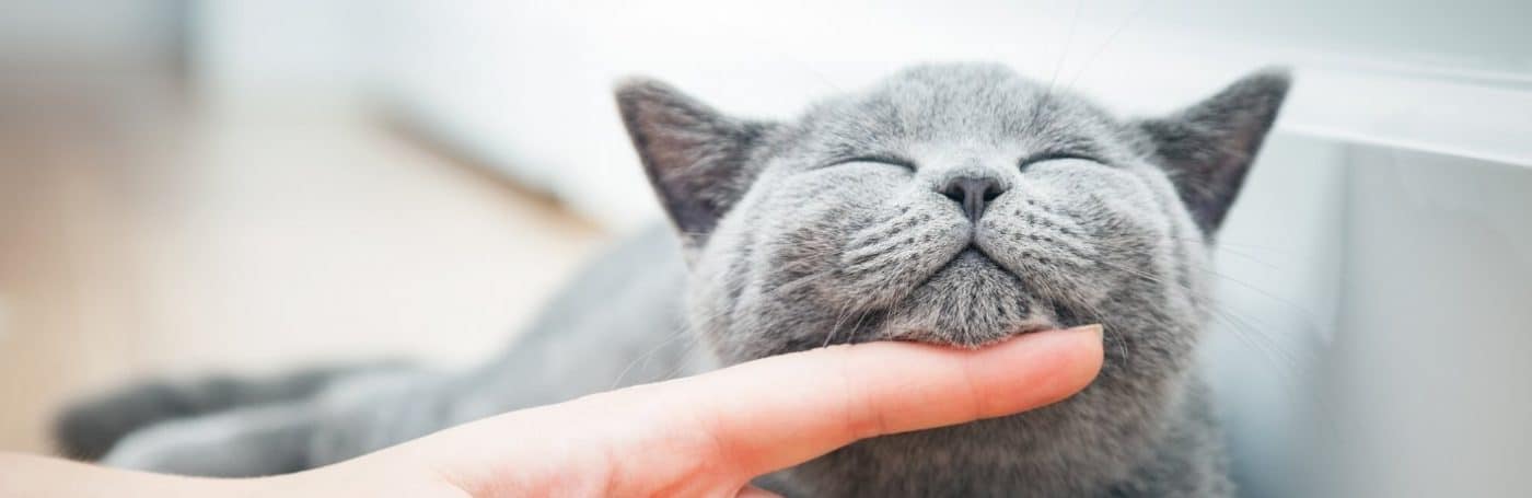 L-lysine for cats banner
