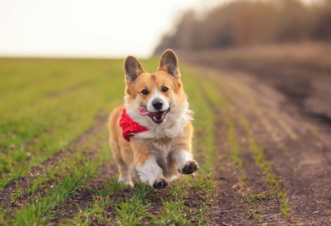 Dog with healthy joints