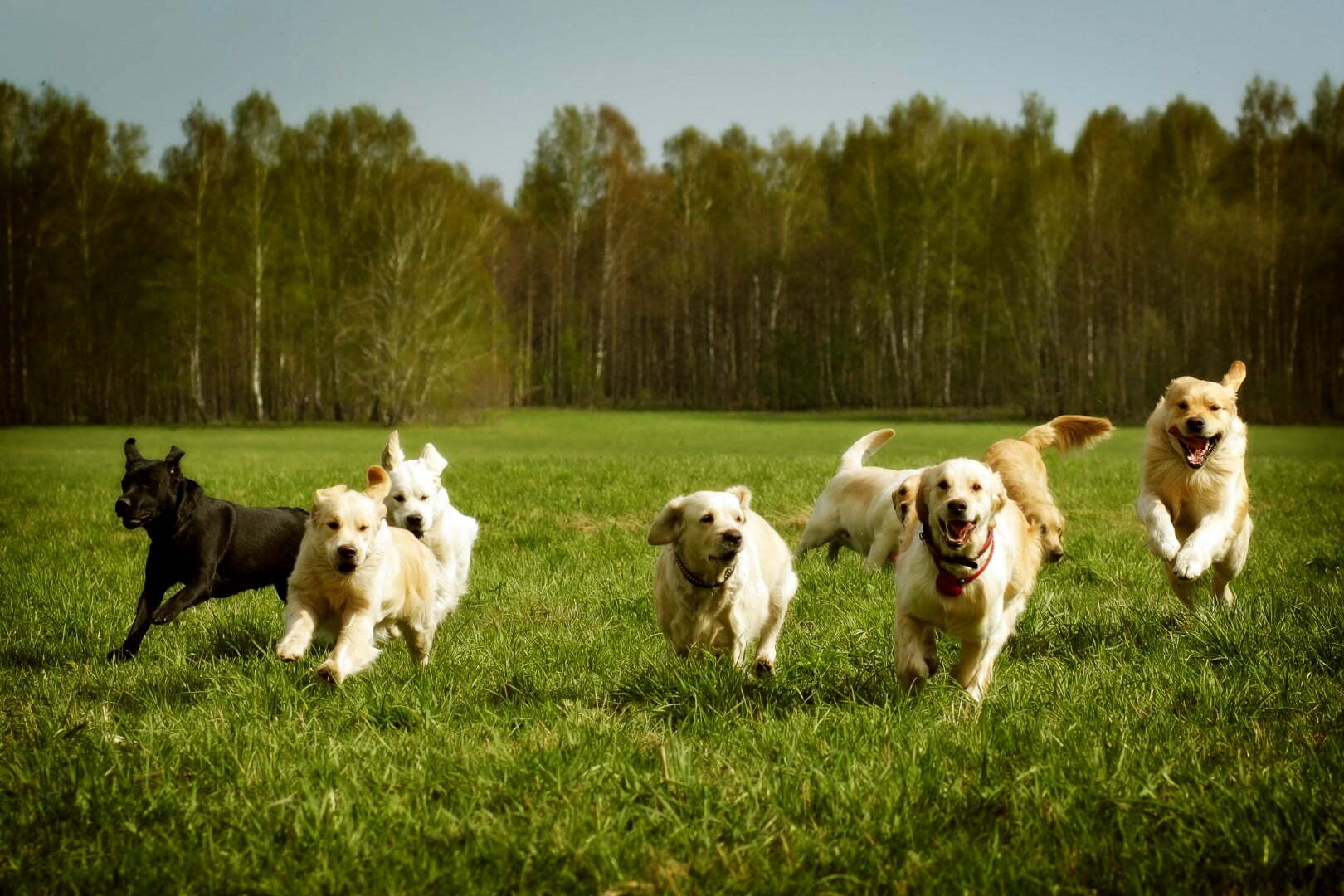 Healthy dogs running