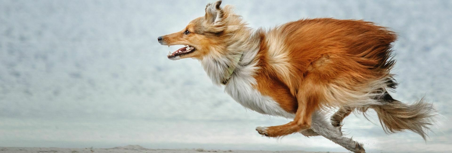 Running dog with healthy joints.